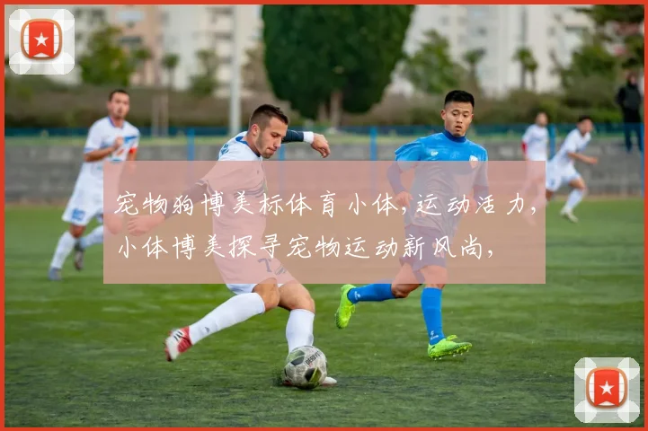 宠物狗博美标体育小体,运动活力,小体博美探寻宠物运动新风尚,